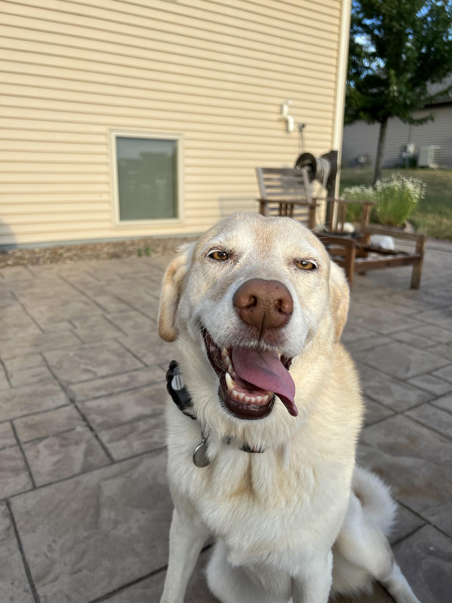 Marly the dog