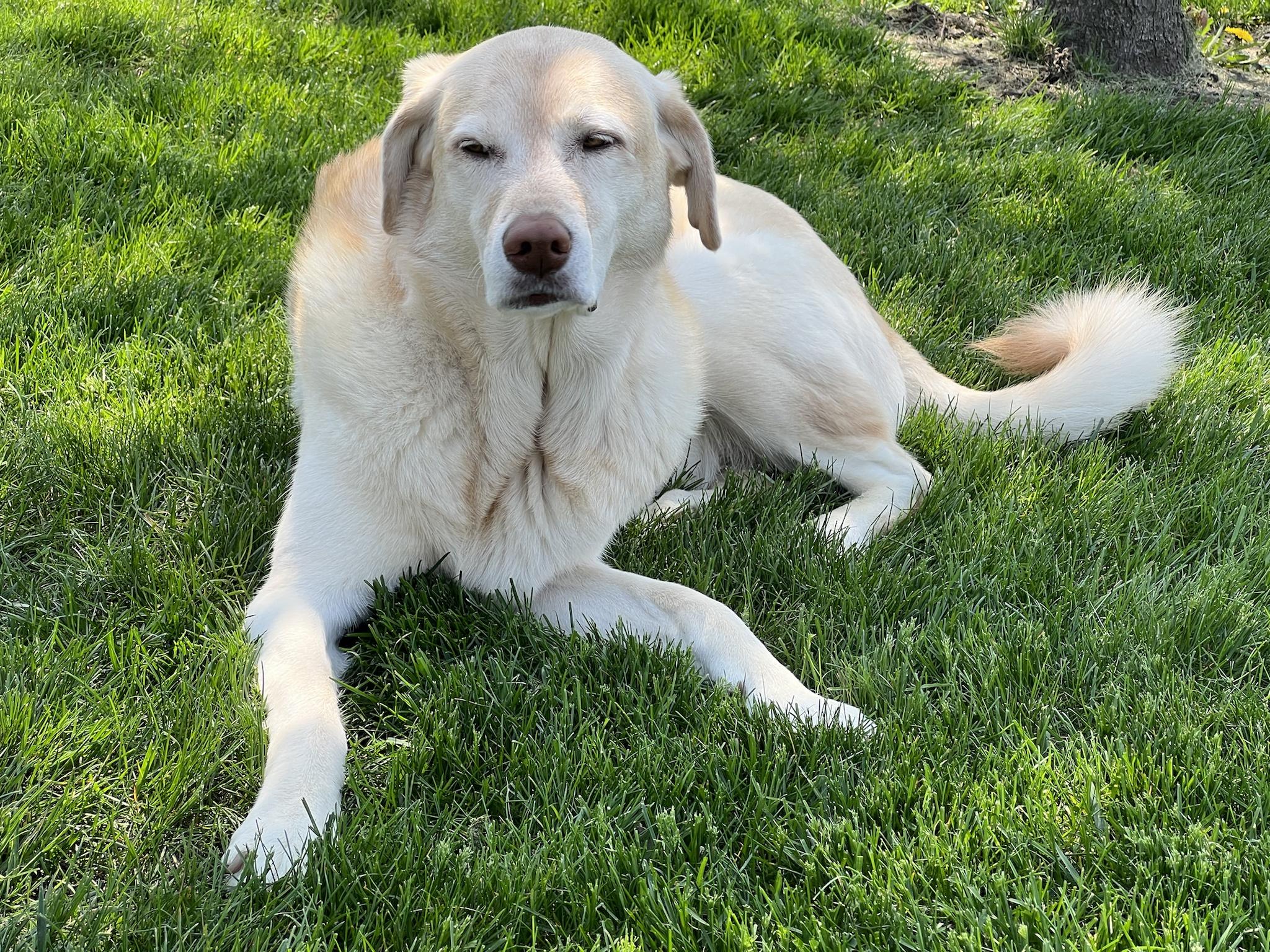 Marly sitting in the grass